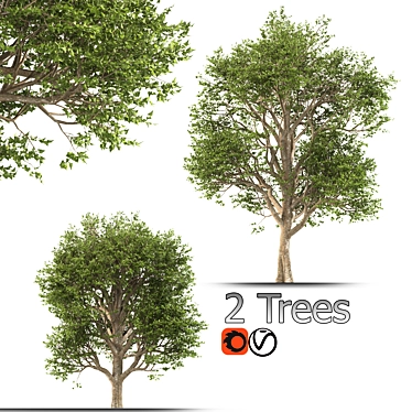 Formosan Gum Trees - 2 Sizes 3D model image 1 