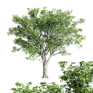 Majestic American Elm Tree 3D model image 1 