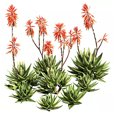 Aloe Brevifolia: Premium Short Leaf Succulent 3D model image 1 