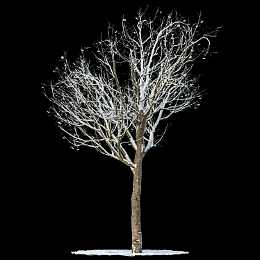 Snow-Covered Rowan Tree 3D model image 1 