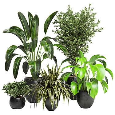 Green Oasis - Indoor Plants Collection 3D model image 1 