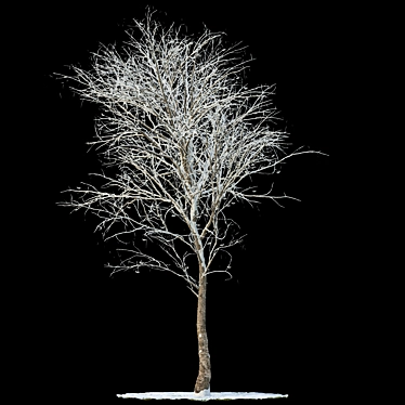 Snow-Covered Rowan Tree 3D model image 1 