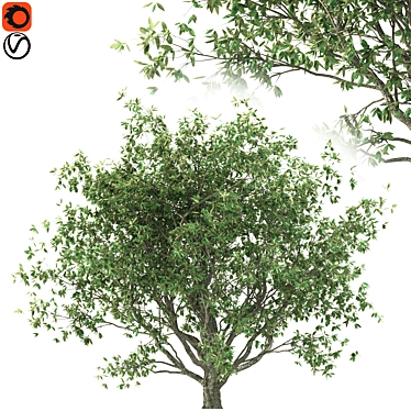 Mediterranean Olive Tree (Corona & Vray) 3D model image 1 