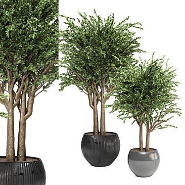 Evergreen Indoor Plant Collection 3D model image 1 