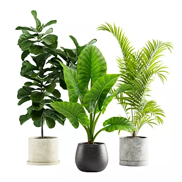 Exotic Indoor Plants Collection 3D model image 1 