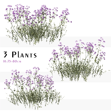 Purpletop Vervain Trio - 3 Verbena bonariensis Plants 3D model image 1 