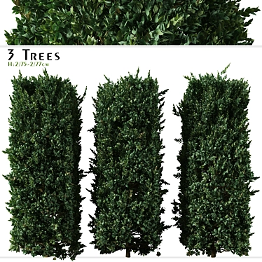 Cherry Laurel Trio: Prunus Carolina (3 Trees) 3D model image 1 