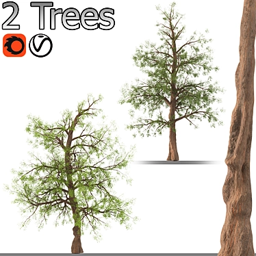 Pair of Majestic Dawn Redwoods 3D model image 1 