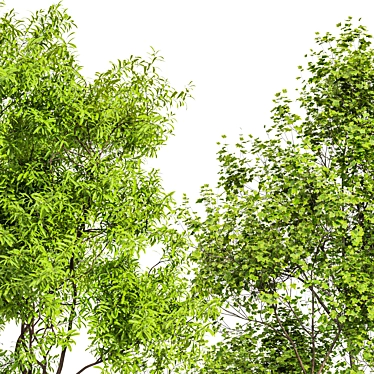 Real-Tree Acer & Ghost Gum: High-Quality 3D Models 3D model image 1 