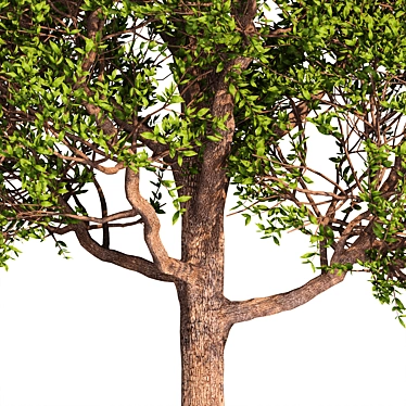 Exterior Tree Design: V-Ray Compatible 3D model image 1 