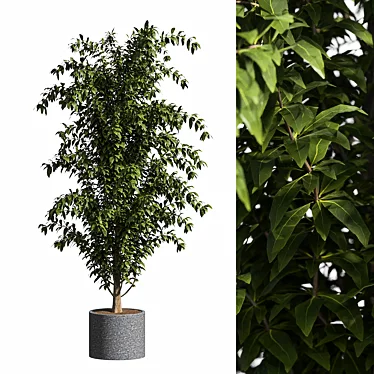 Contemporary Ficus Benjamina Tree 3D model image 1 