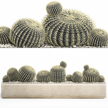 Plant collection 1104. echinocactus, hedgehog cactus, round cactus