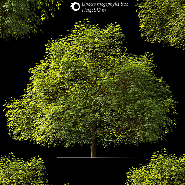 Lindera Megaphylla: 12m Landscape Tree 3D model image 1 