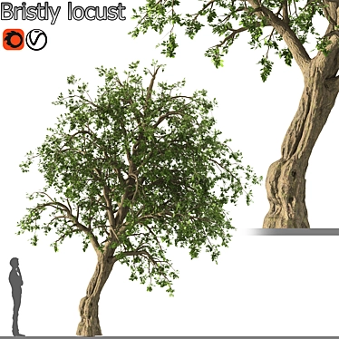 Bristly Locust Tree: Erosion Control 3D model image 1 