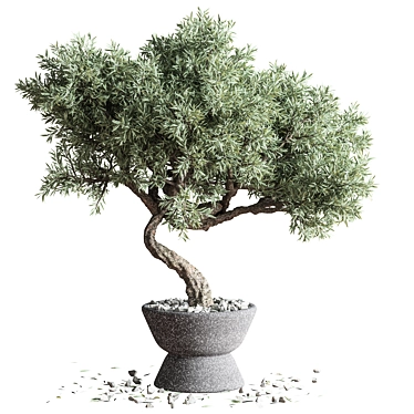 Mini Bonsai Tree - 3D Plant Model 3D model image 1 