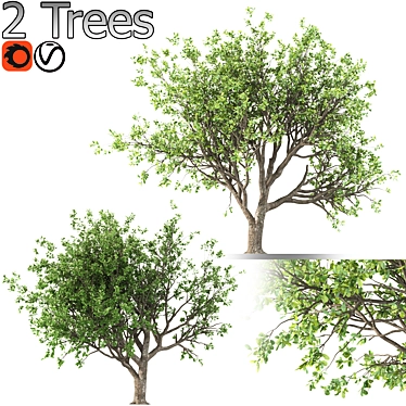 Tang Dynasty Loquat Tree Set 3D model image 1 