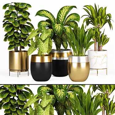 Indoor Plant Collection: Syngonium, Rubber Fig, Dieffenbachia, Dracaena, Aspidistra 3D model image 1 