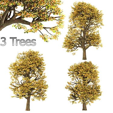 Autumn Chestnut Trio - 3 Trees 3D model image 1 