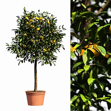 Citrus Delight: Fresh Kumquat Bushes 3D model image 1 