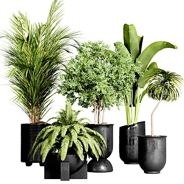 Indoor Plant Collection: 36 Varieties 3D model image 1 