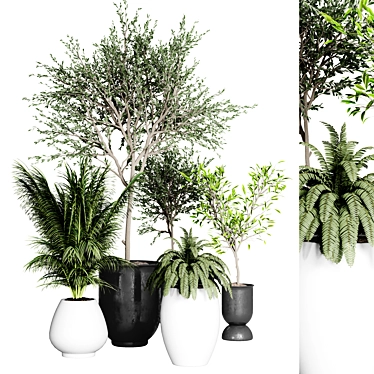 Indoor Plant Collection: 37 Varieties 3D model image 1 