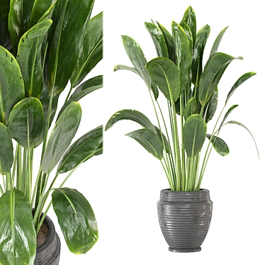 Botanical Bliss: Indoor Plants Collection 3D model image 1 