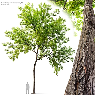 Black Locust Tree: Tall & Sturdy 3D model image 1 