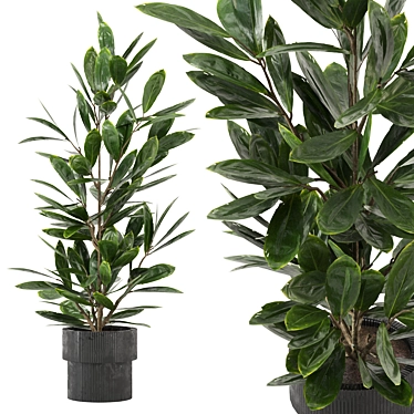 Lush Indoor Plants Collection - Set 220 3D model image 1 