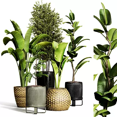 Indoor Plant Collection - 40 Varieties 3D model image 1 