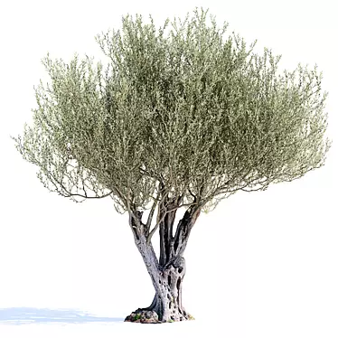 Olive Tree 7 - Stunning 12m Tall Decor 3D model image 1 