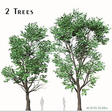 Lush Box Elder Trees Duo 3D model image 1 
