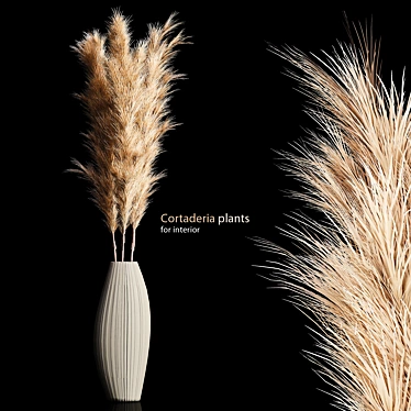 Elegant Cortaderia Plants: Beautiful and Hardy 3D model image 1 