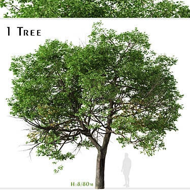 Evergreen Quercus Suber Tree 3D model image 1 