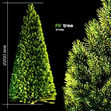 Evergreen Fir Tree - 3D Model 3D model image 1 
