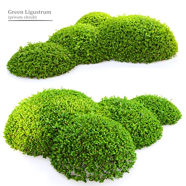  Emerald Green Ligustrum Bush 3D model image 1 