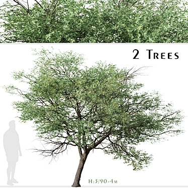 Silver Cluster-Leaf: Set of 2 Terminalia sericea Trees 3D model image 1 