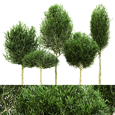 Outdoor Plant Vol. 41 - 2015 Edition 3D model image 1 