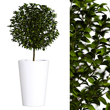 Houseplant Dark Green