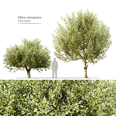 Majestic Olive Trees 2-Pack 3D model image 1 