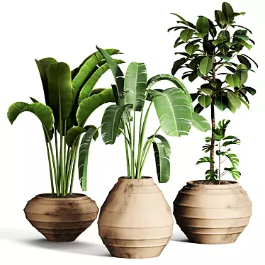51 Indoor Plant Collection 3D model image 1 