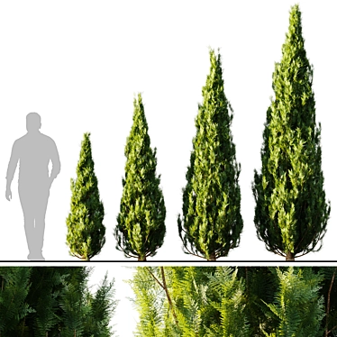 Exquisite Thuja 2015: V-Ray/Corona 3D model image 1 