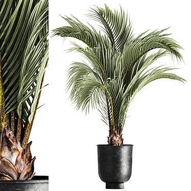 Areca palm tree, decorative, interior, indoor, pot, flowerpot, flower, decor, loft, metal pot