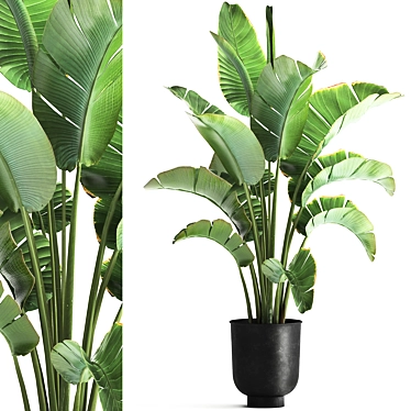 Plant collection 1111. Strelittia, metal pot, pot, loft, banana bush, ravenala, banana palm, interior