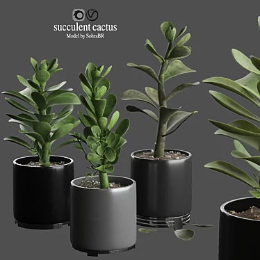 Premium Indoor Succulent Cactus | Stunning Décor 3D model image 1 