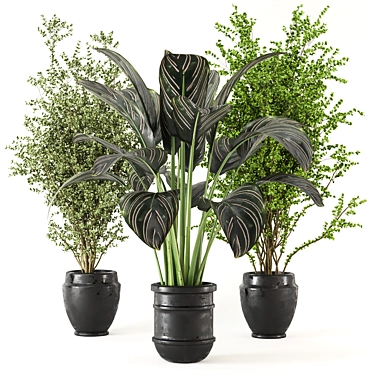 Lush Indoor Plant Set 3D model image 1 