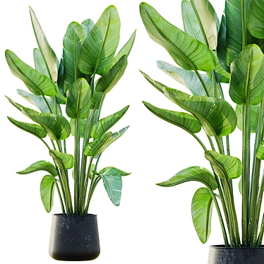 Lush Green Indoor Plant Set 3D model image 1 