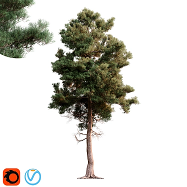 Brutia Pine 3D Model: High Detail 3D model image 1 