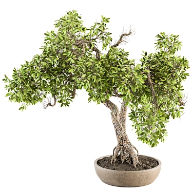 Zen Oasis: Bonsai Plant Set 3D model image 1 