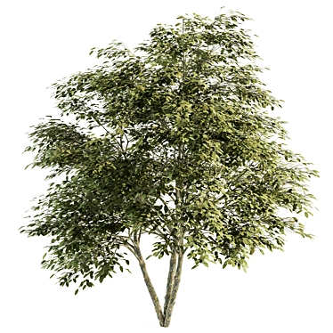 Green Maple Umbrella Tree - Set 3D model image 1 
