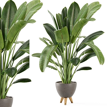 Rusty Concrete Pot Indoor Plants Set 3D model image 1 